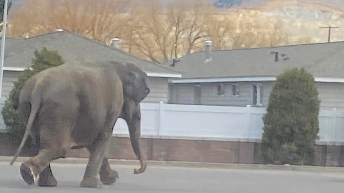 Elephant escapes from circus, takes a stroll through Montana town ...