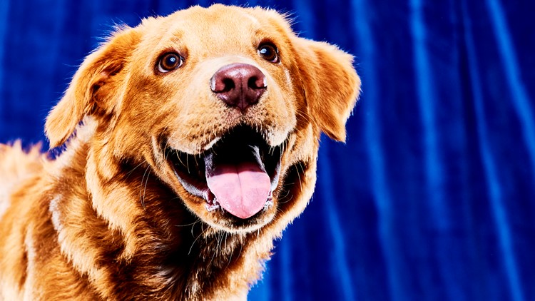 Puppy Bowl 2023 lineup: Meet the adoptable dogs in the game