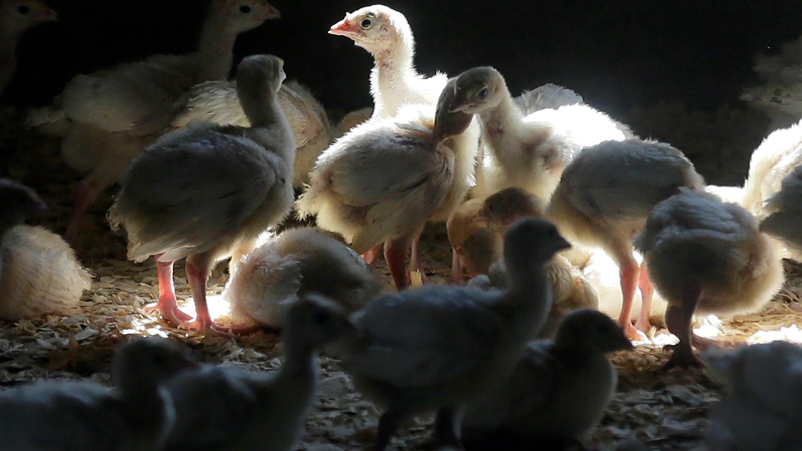 Bird flu outbreak: How farmers are dealing with infected poultry - Vimarsana News