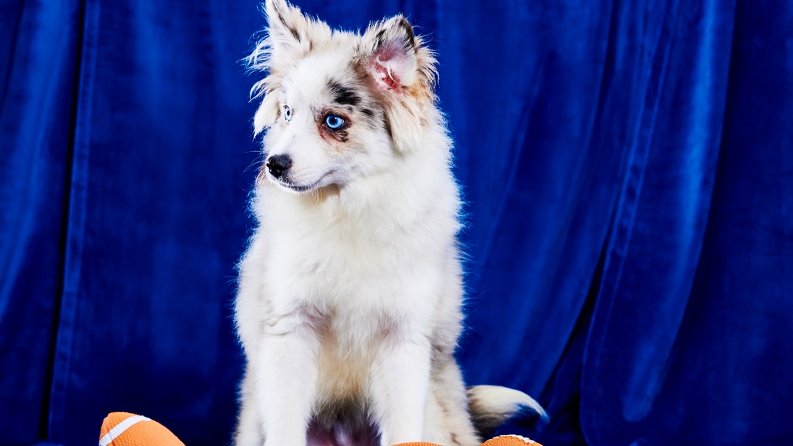 Puppy bowl 2023: How to watch and stream today's 'Puppy Bowl XIX' 