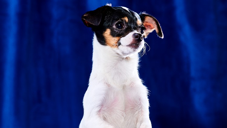 Meet the 3 Chicago-area dogs competing in the Puppy Bowl, and one is up for  adoption