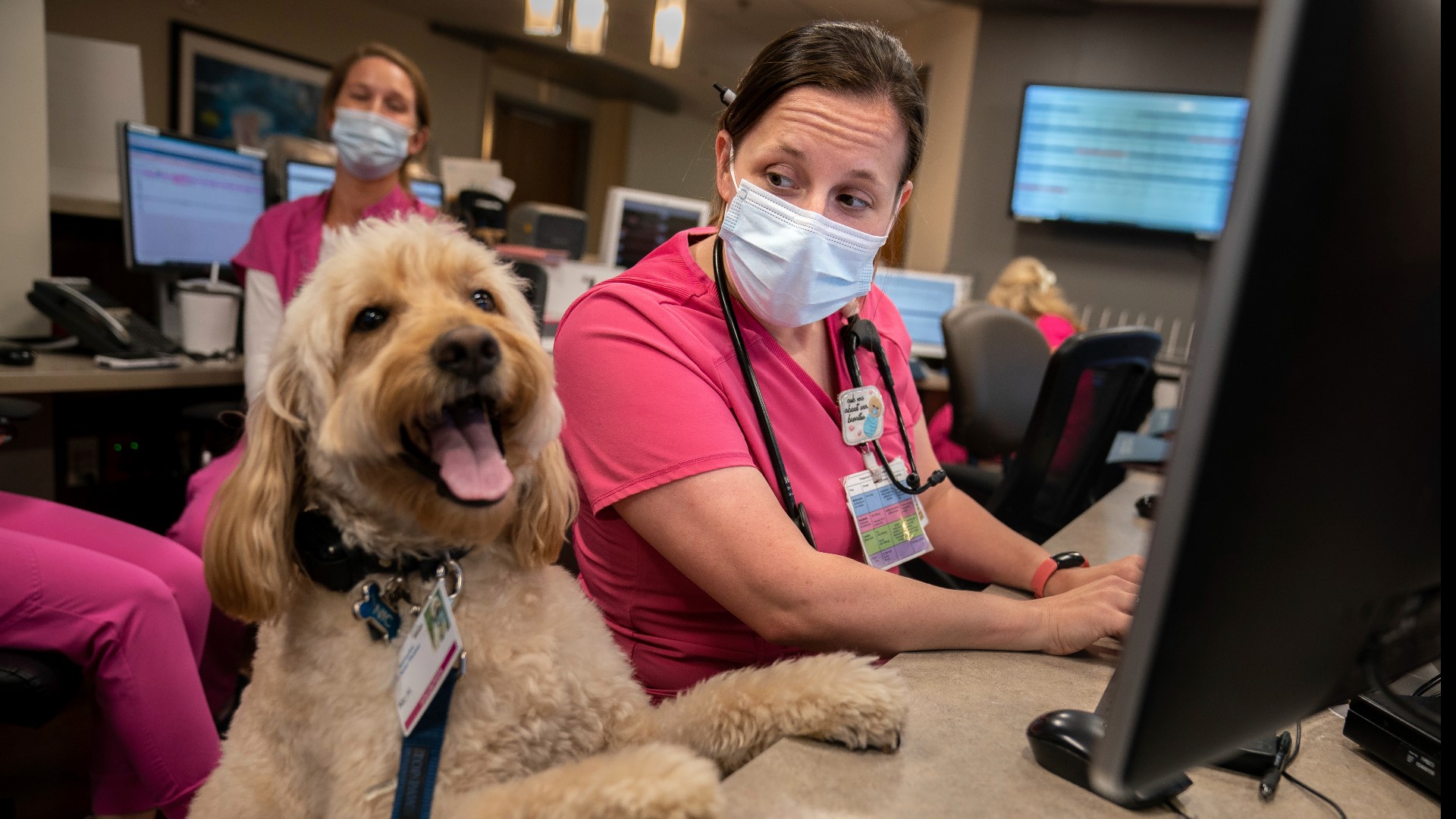 Therapy dogs help cheer up patients, staff in Nashville Hospital ...