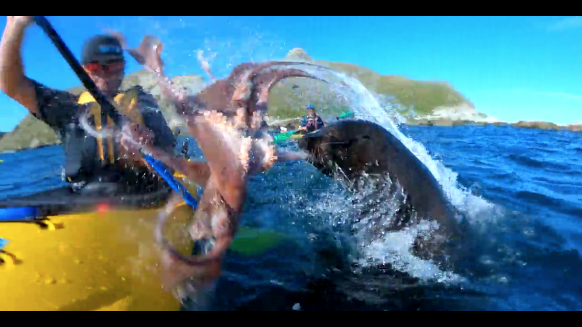 1140px x 641px - A seal slapped a kayaker with an octopus in viral video and there's a  perfectly reasonable explanation | king5.com
