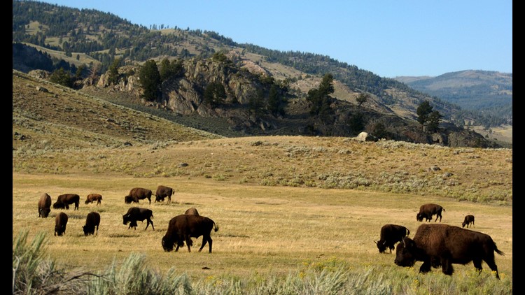 Bison Nearly Gores Man Who Taunted Him At Yellowstone National Park Bison Nearly Gores Man Who Taunted Him At Yellowstone National Park