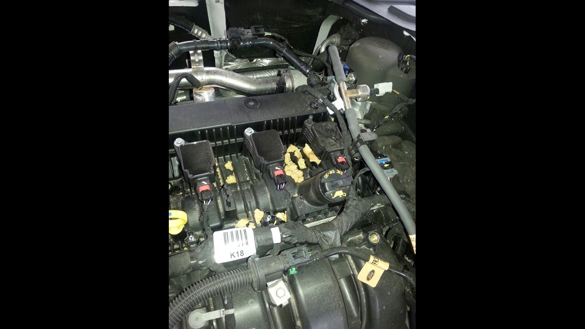 Rats can't resist the wiring in newer cars: Here's why | king5.com