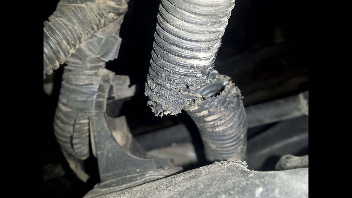 Rats can't resist the wiring in newer cars: Here's why | king5.com