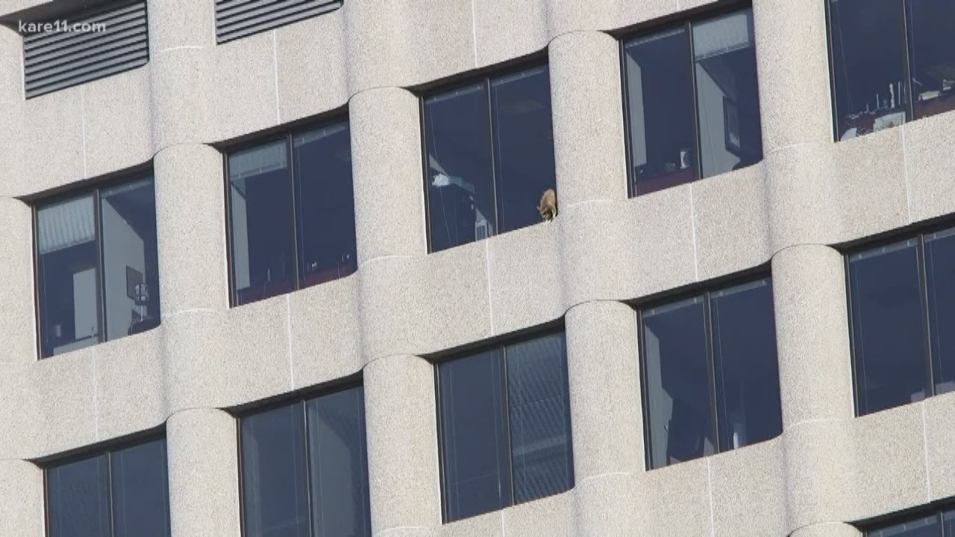 How can you root against a small, furry creature? #MPRraccoon https://kare11.tv/2y5kLot