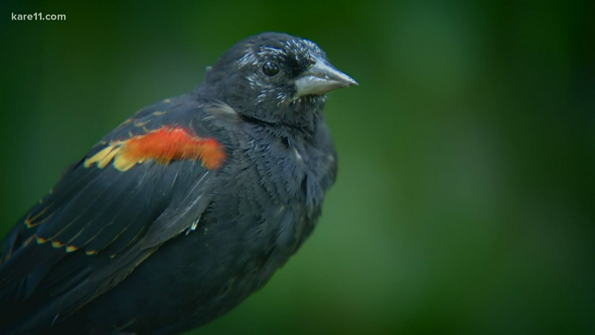 why-do-birds-sing-so-loud-in-the-morning-king5