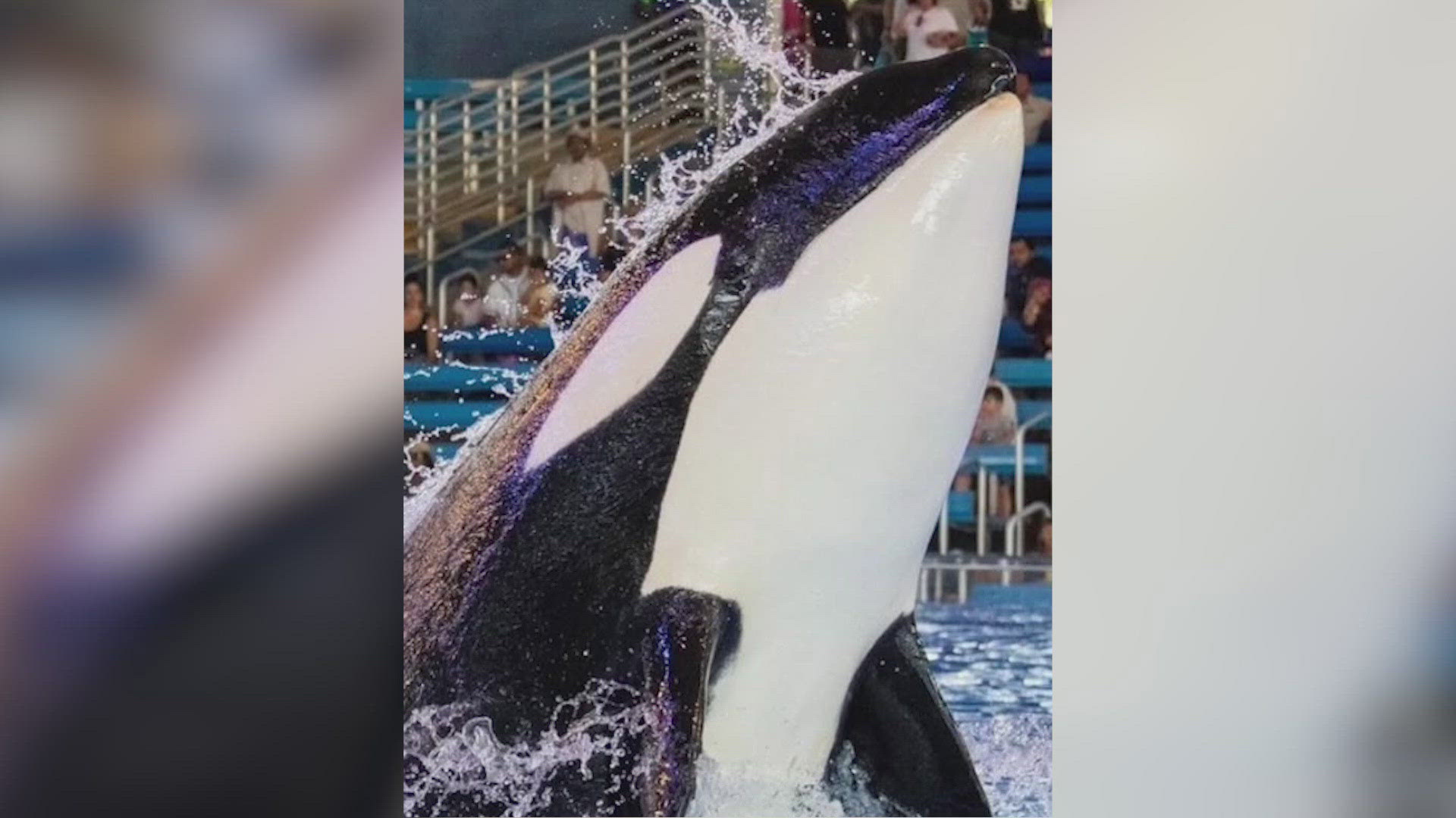At 8-years-old Kamea was the youngest of the pod.