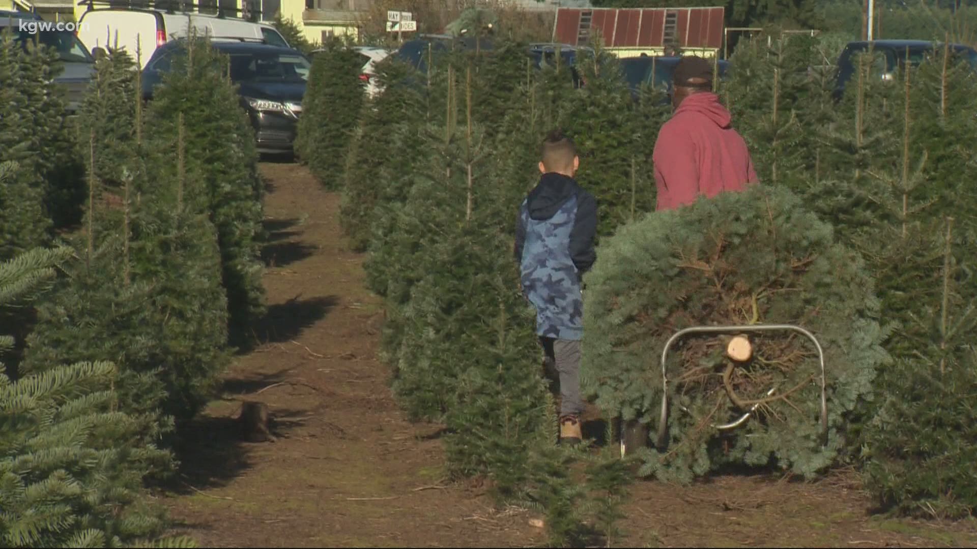 The weather cooperated and many people made the post-Thanksgiving pilgrimage to the Christmas tree lot or farm, as sales appear off to a strong start.