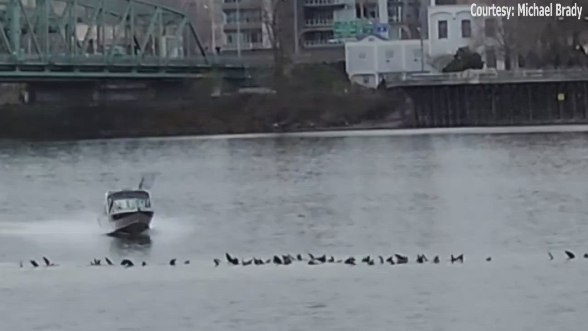 A boat can be seen veering toward dozens of sea lions swimming around Hayden Island on Monday. The species is federally protected.