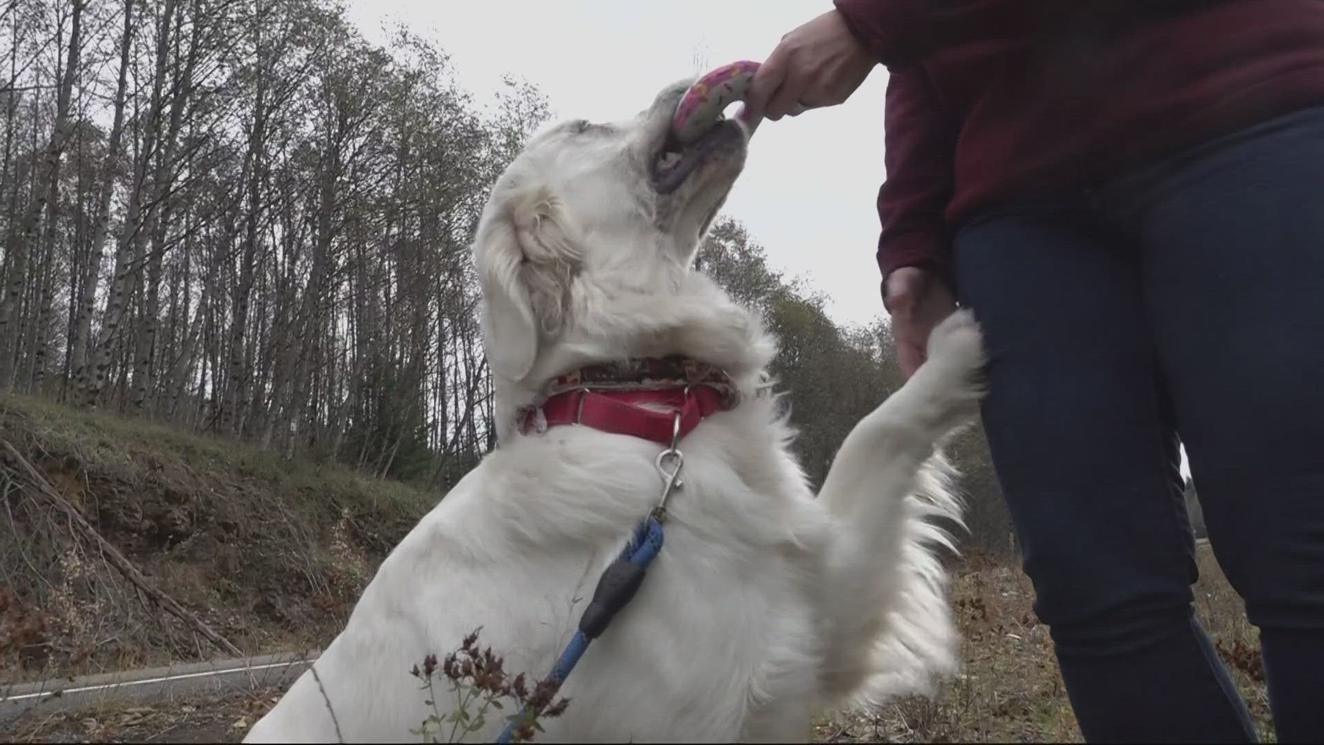 Dog was found shot and left for dead in Cowlitz County | king5.com