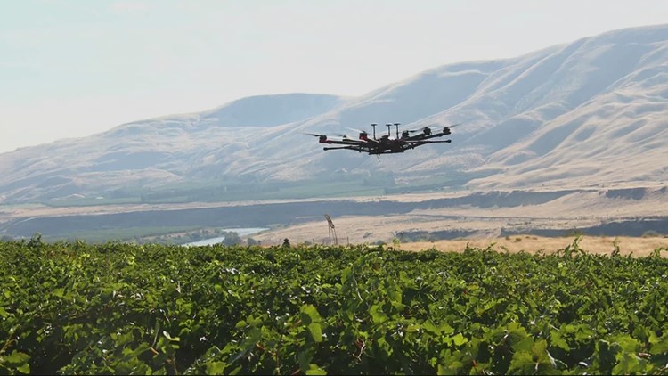 WSU developing drones to protect grapes and other crops