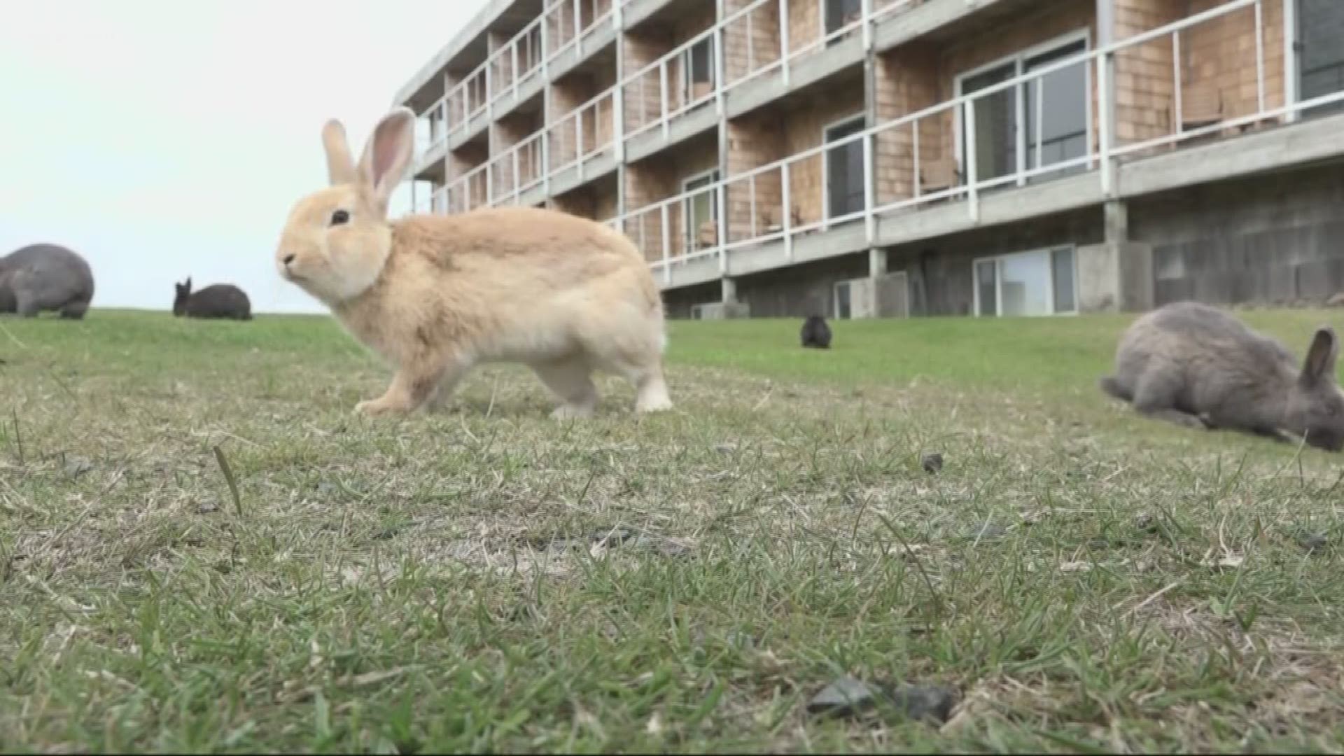 Rabbits are taking over Cannon Beach.