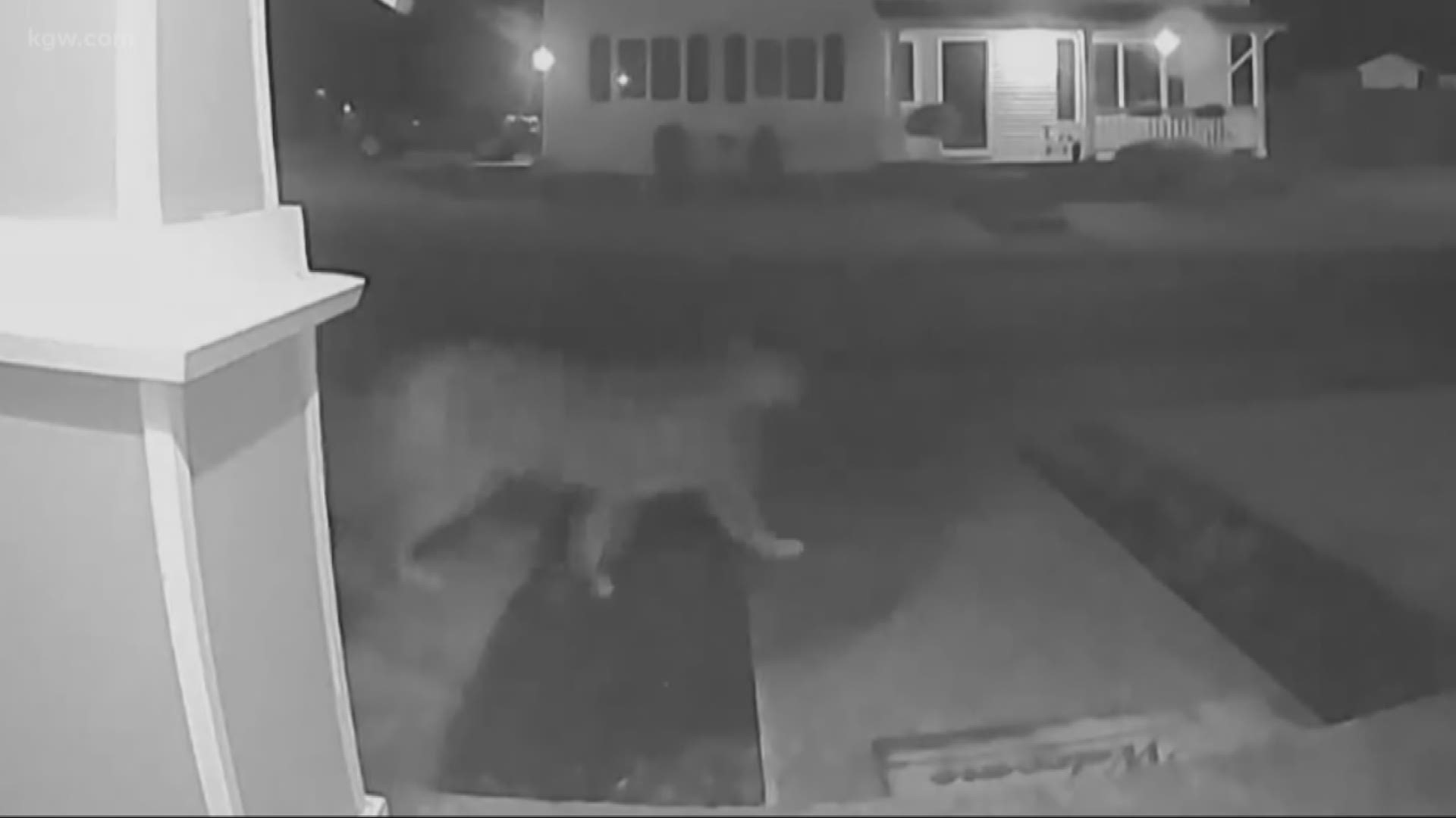 Cougar caught on camera in Sandy neighborhood