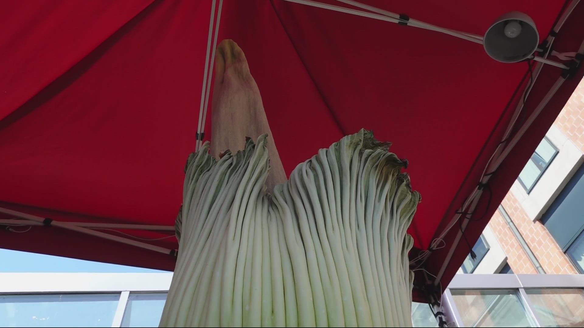 Titan VanCoug, the corpse flower at Washington State University Vancouver, is blooming for the second time in 20 years.