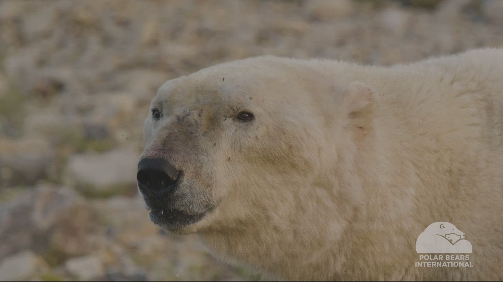 Researchers outfitted 20 polar bears with cameras to see how climate change was affecting their time on land with the sea ice melting.