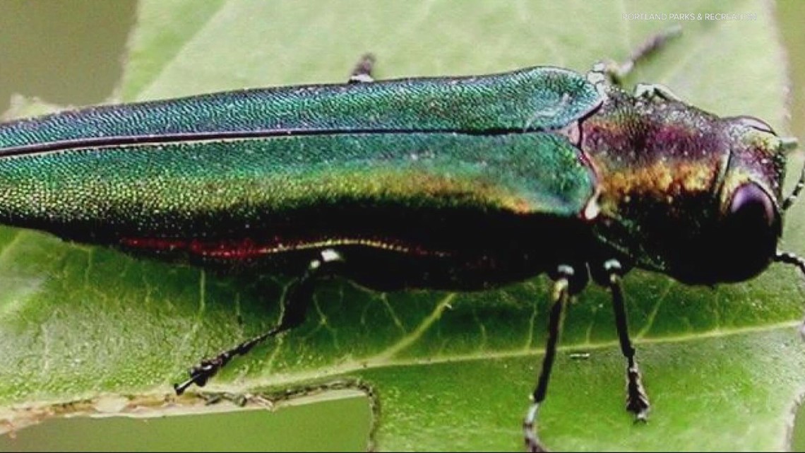 Invasive beetle spotted in Oregon for the first time - Vimarsana News