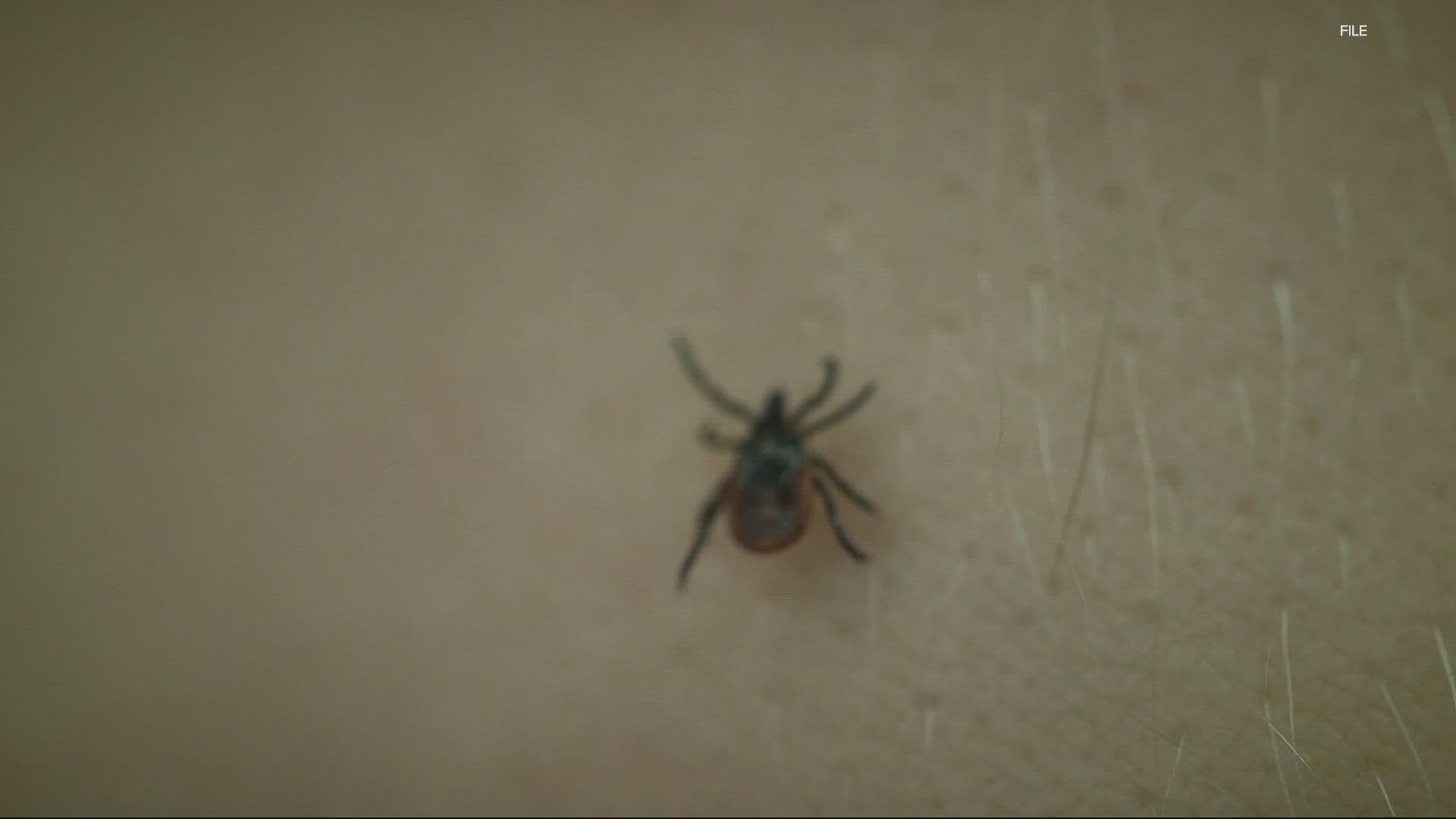 A sudden spike in people showing up with tick and mosquito bites in urgent care this summer, has Oregon doctors working to calm folks down.