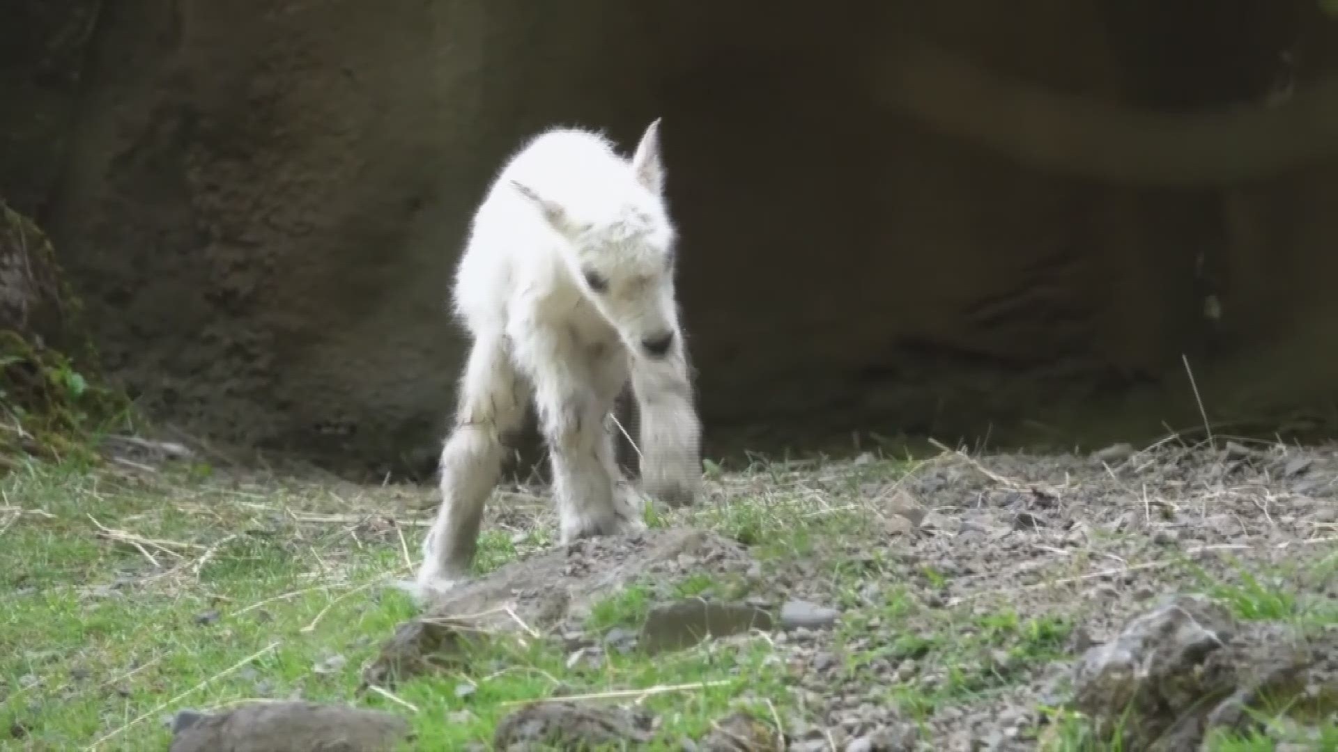 This adorable video shows a baby mountain goat, at just 8 hours old, exploring its new habitat at the Oregon Zoo. It was the second mountain goat born at the zoo in less than a month.