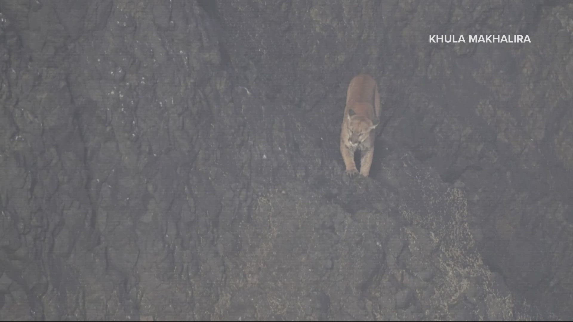 Officials said they saw what appeared to be cougar tracks leading away from Haystack Rock Monday morning, and there was no sign of the cougar on the rock.