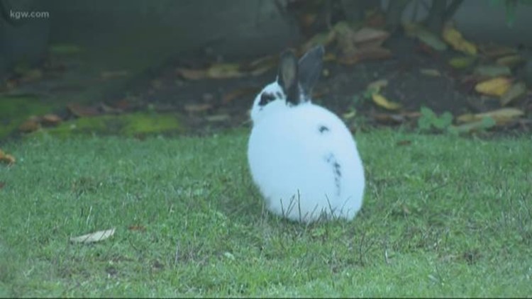 'There's too many around here': Feral rabbits takeover Northeast Vancouver