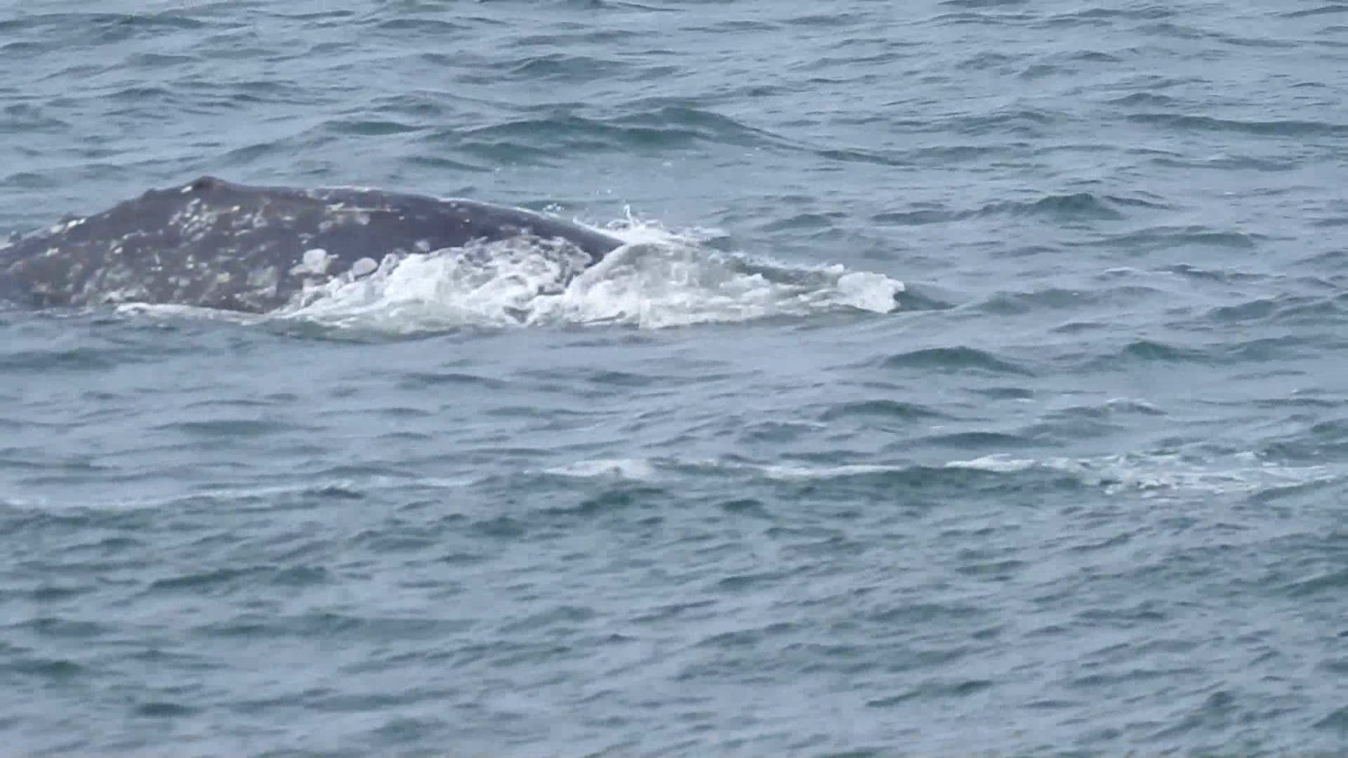 The first clip in this video is of a whale breaching on June 7. The second and third clips are of various whale activity in front of the Whale Watch Center.
