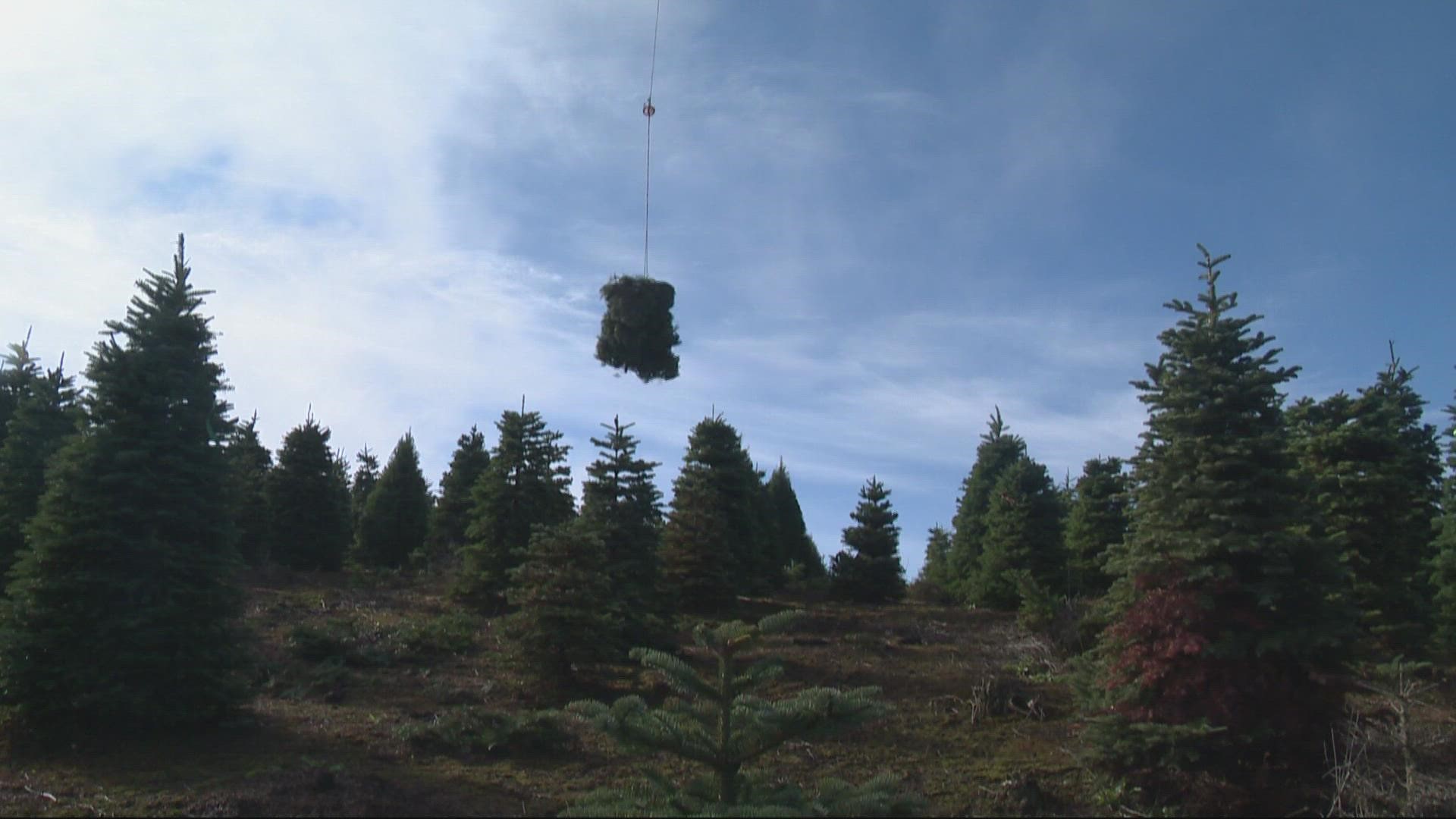 The practice of using helicopters began in the mid-1970s as a way to speed up the process of getting the trees from the field to the trucks.