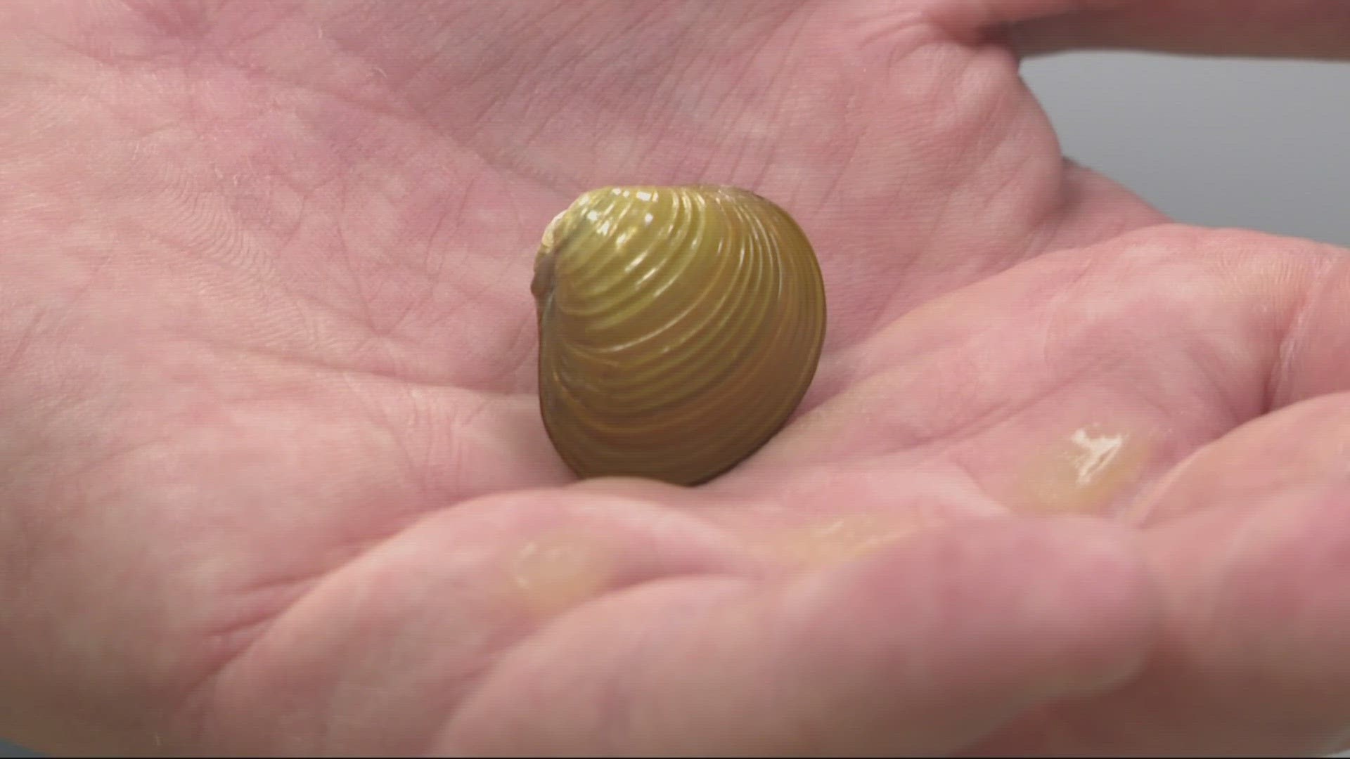 Invasive Asian clams have appeared in the Columbia River in large numbers, according to a study by a team from Washington State University, Vancouver.
