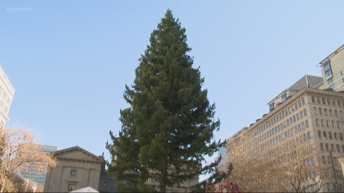 Real or fake? We look at the pros and cons of real and fake Christmas trees.