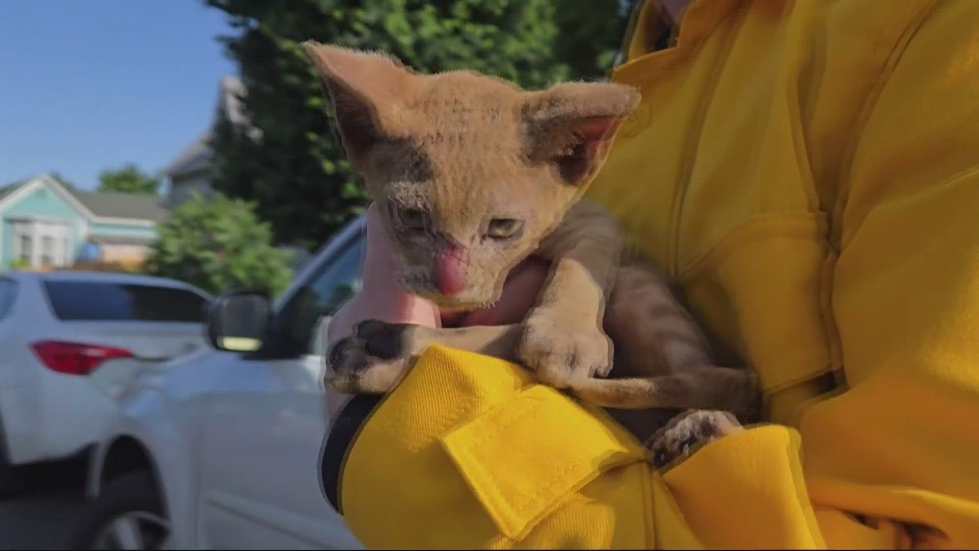 Badly burned kitten in Rowena Fire rescued by KGW crew | king5.com