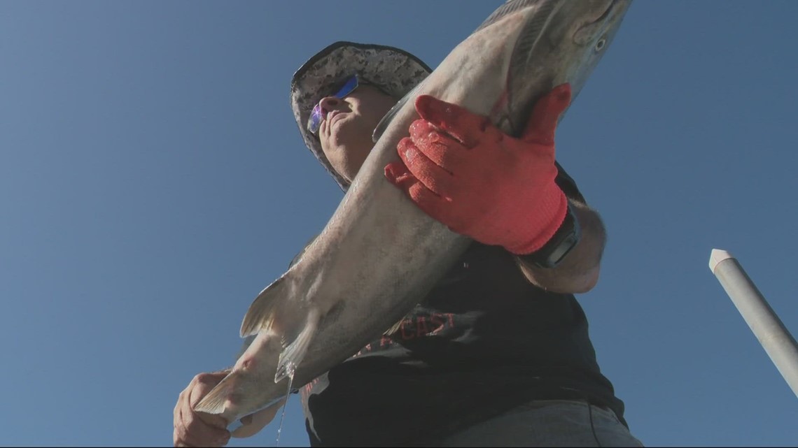 Fall Chinook salmon season exceeds expectations on Columbia River - Vimarsana News