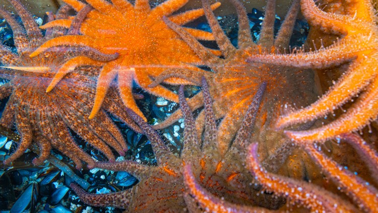 After nearly a decade, Oregon researcher makes breakthrough on treatment for sea star wasting disease