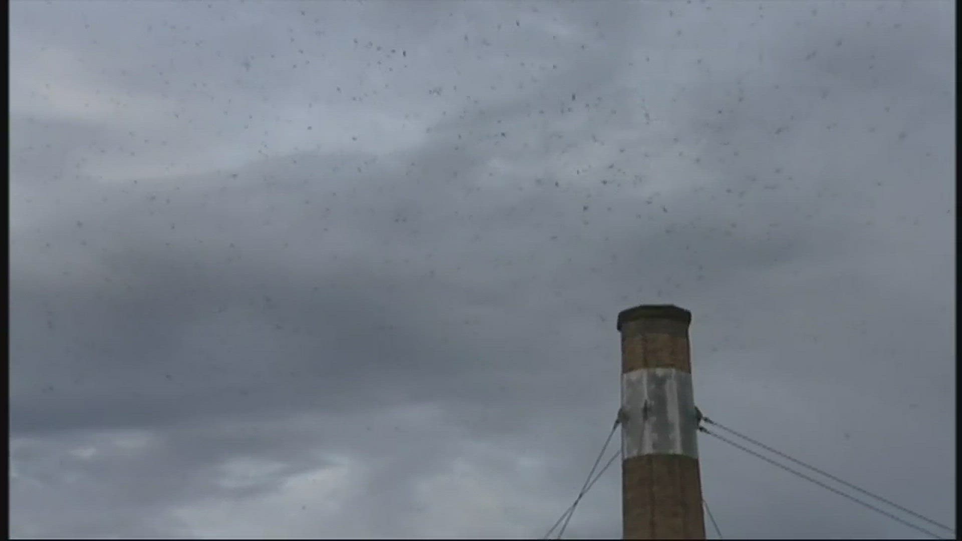 Vaux's Swift population dropping