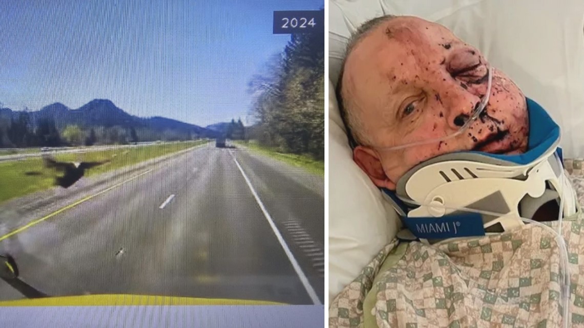 Turkey crashes through truck windshield, hits and injures driver - Vimarsana News
