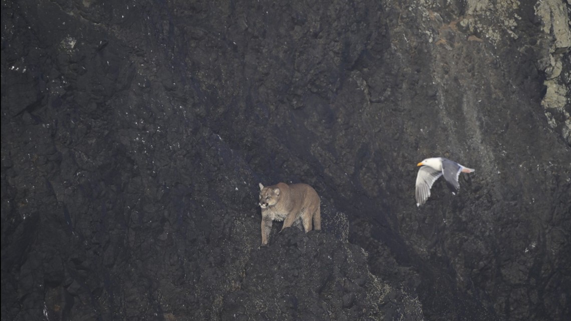Cougar sighting on Haystack Rock causes beach closure - Vimarsana News