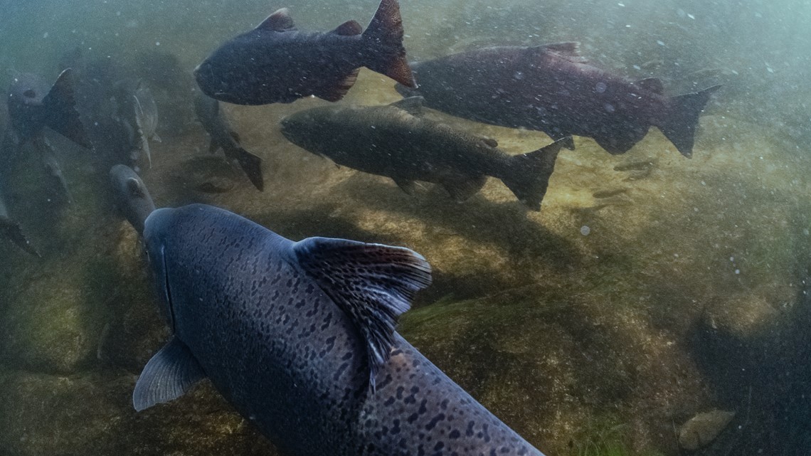Pacific salmon's decline is 'death by a thousand cuts' - Vimarsana News