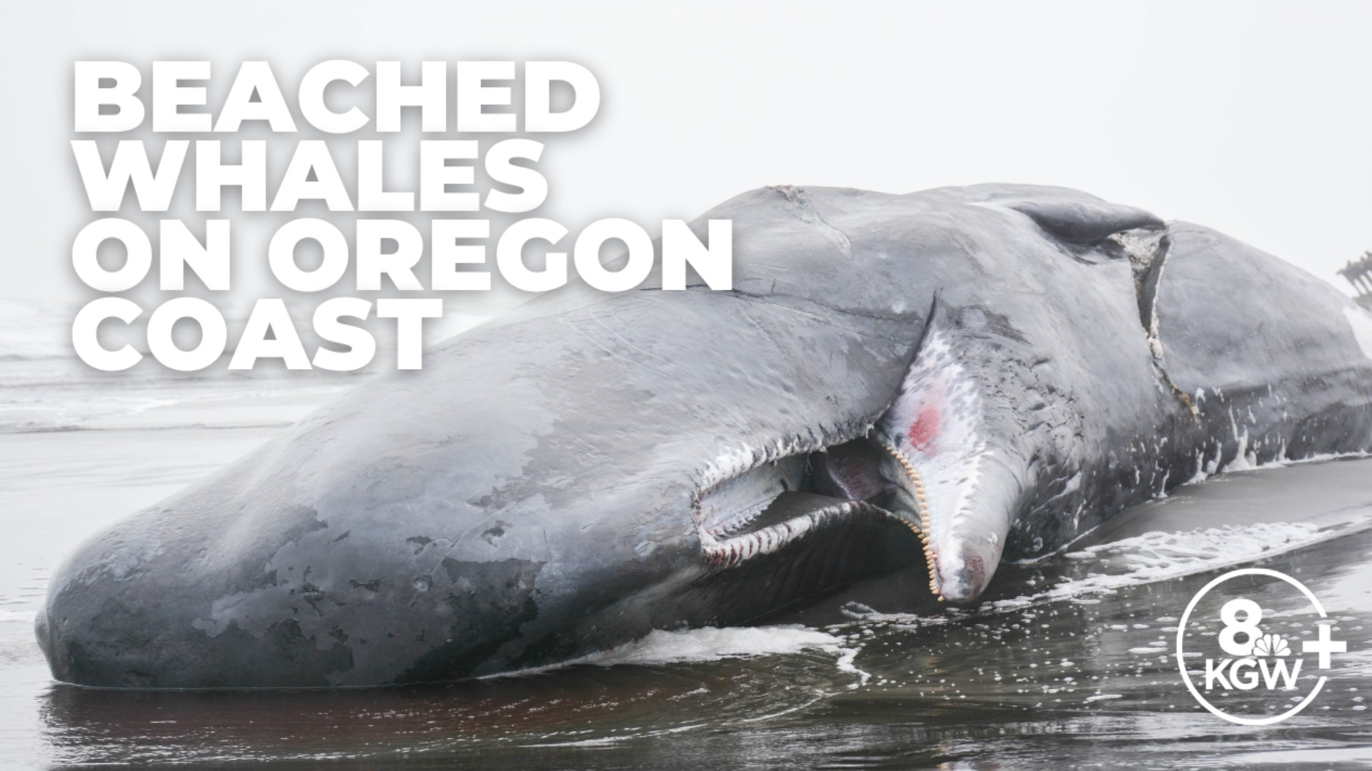 Three whales washed up on the Oregon coast within days of each other. Experts we talked to say it's 'pure coincidence.'
