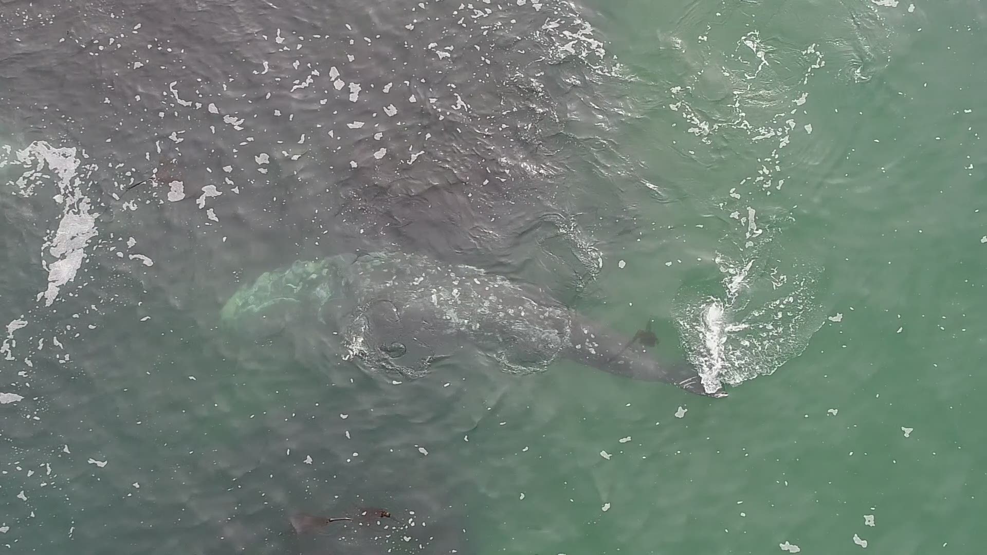 OSU researchers are observing whales from above with drones.