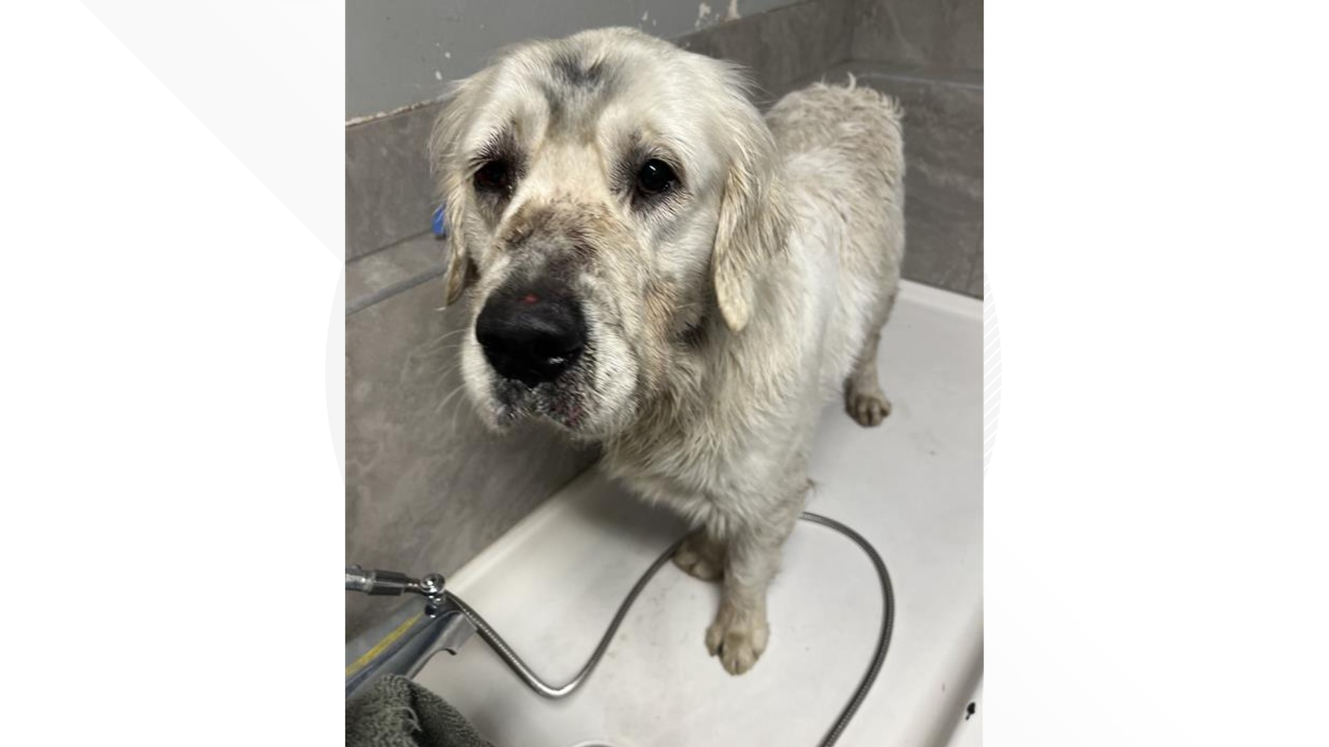 Dog was found shot and left for dead in Cowlitz County | king5.com