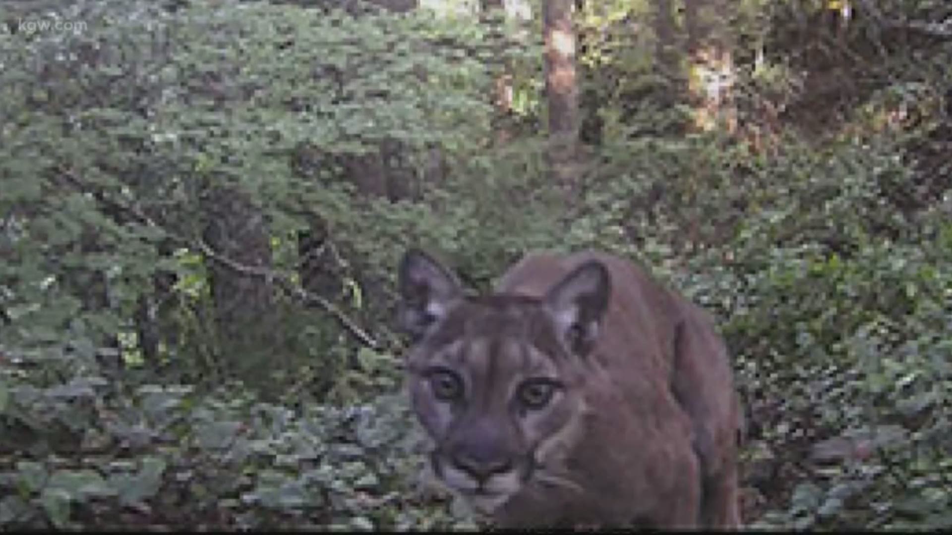 Oregon wildlife officials believe they killed the cougar that attacked and killed a Gresham hiker.