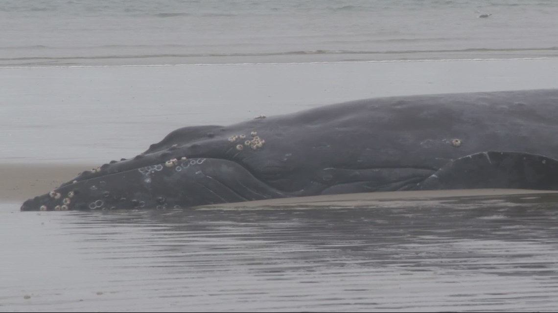 'Quite an undertaking': Rescue attempts still underway for beached humpback whale on Oregon Coast