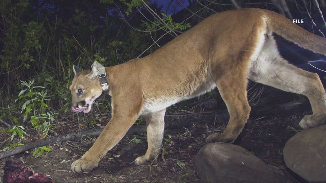 Cougar sightings reported in Cannon Beach - Vimarsana News