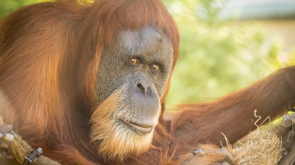 World's oldest known orangutan dies at Oregon Zoo at age 61 - Vimarsana News