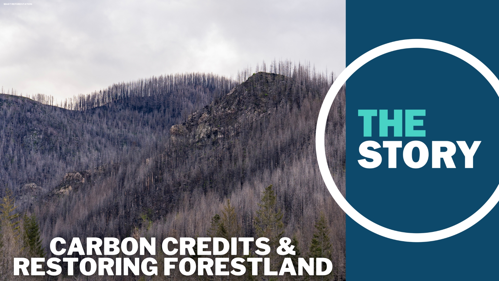 By offering carbon credits to landowners, Mast Reforestation gets the necessary funding to replant and restore forests scarred by severe wildfires.