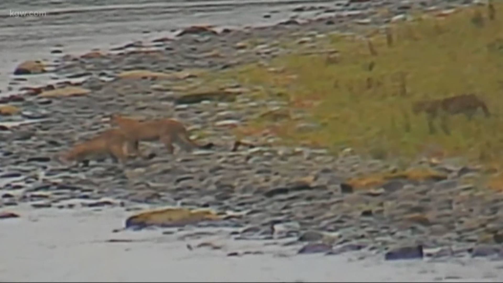 Four cougars caught on camera along Cowlitz River