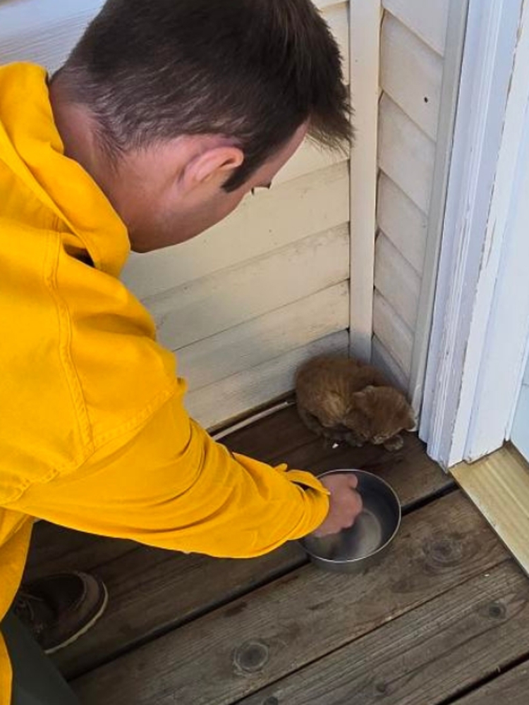 Badly burned kitten in Rowena Fire rescued by KGW crew | king5.com