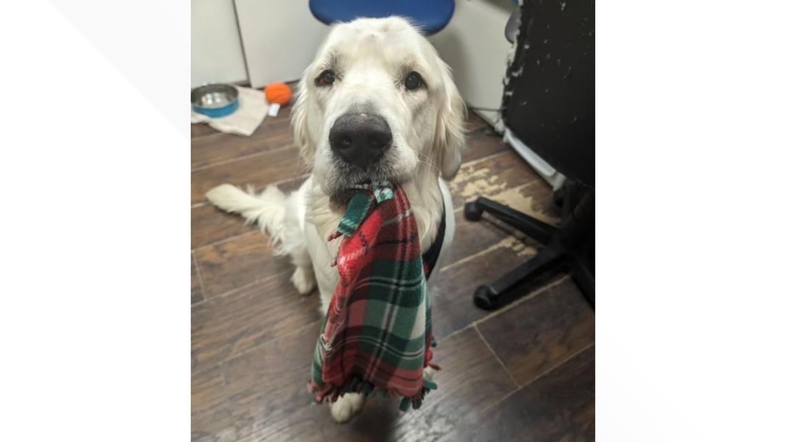 세인트헬렌 산에서 머리에 총 맞은 유기견 발견, “기적적으로 회복”