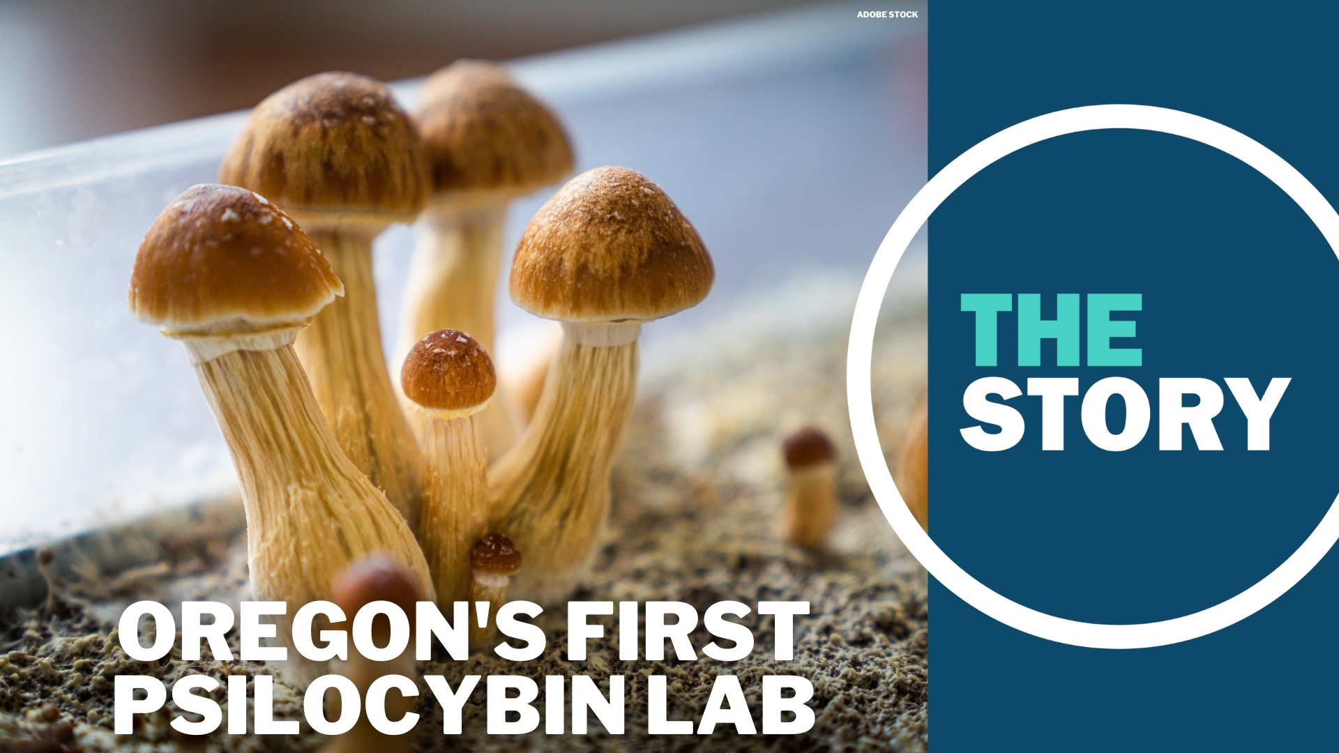 Rose City Laboratories will test the mushrooms submitted by growers, confirming the species and determining potency. The psilocybin goes on to service centers.