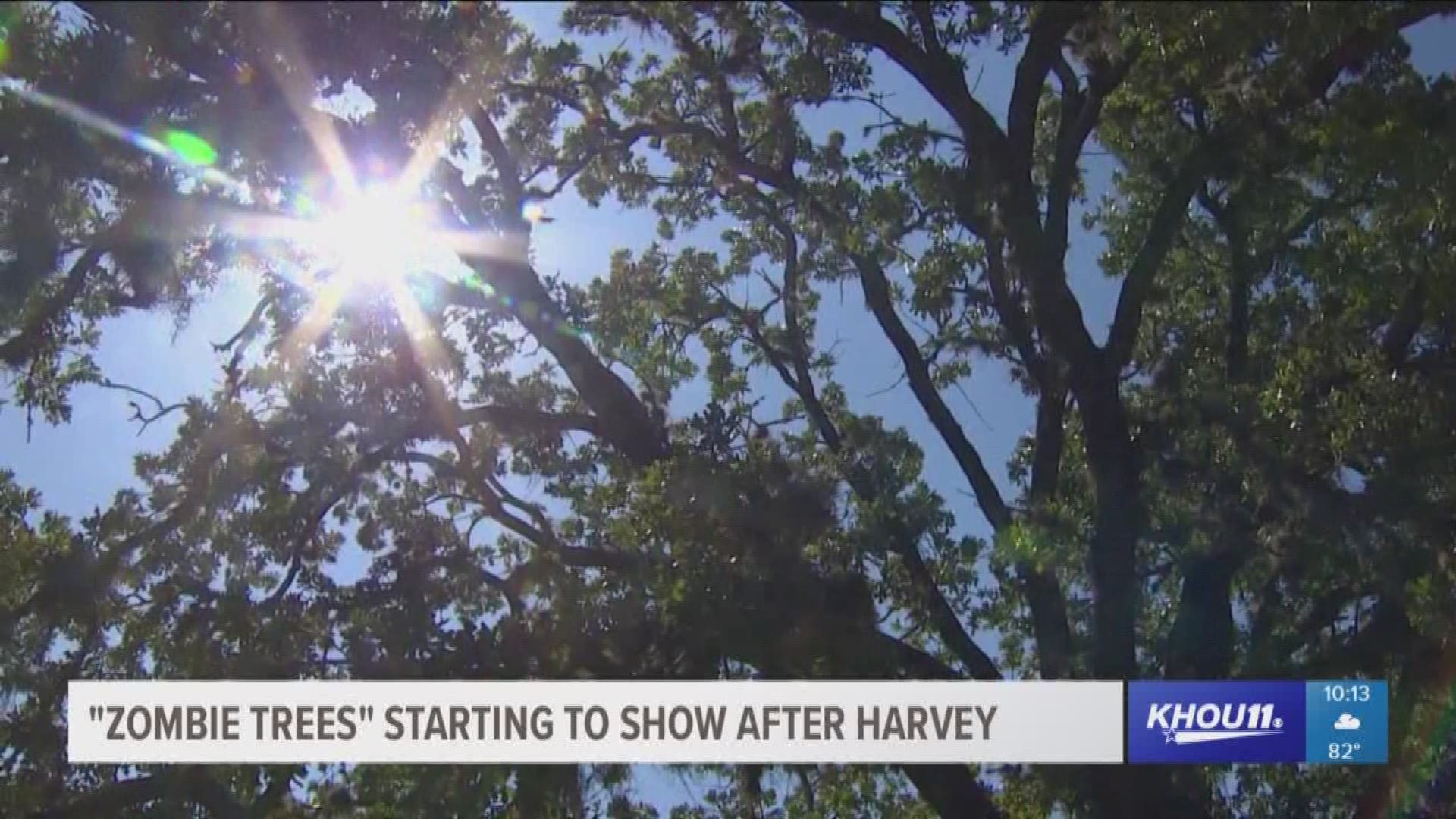 Arborists say that 10 months post Hurricane Harvey, they're just now beginning to see many trees show signs that they didn't survive.